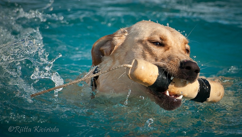 Happy Retriever