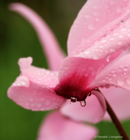 Cyclamen