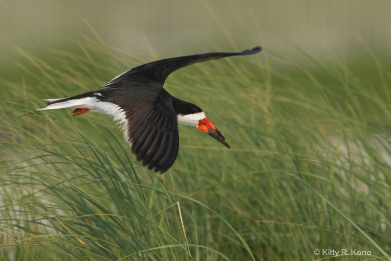 Skimmer in the Grass