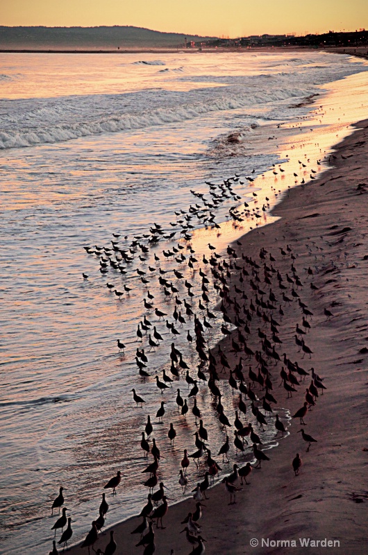 Birds of Venice Beach