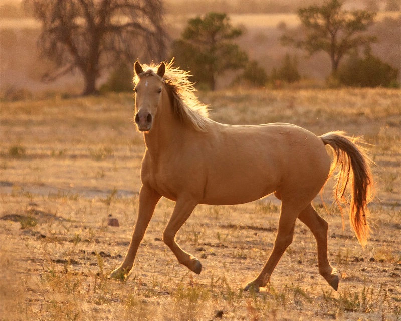 Golden Glow Palamino