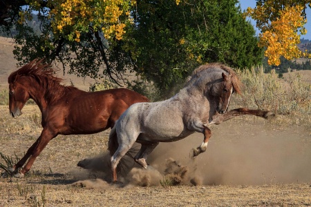 Stallion Scuffle