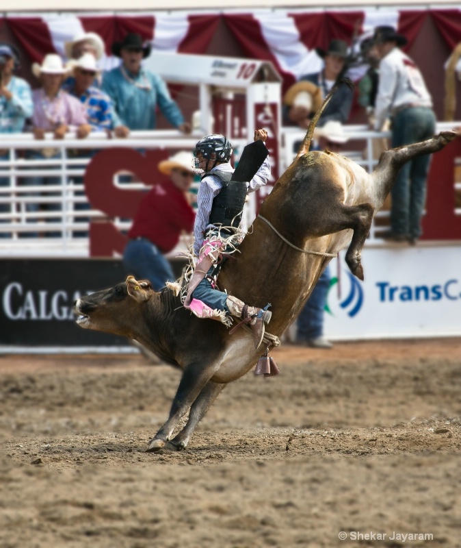 bull riding