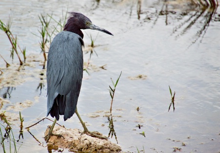 Little Blue Heron