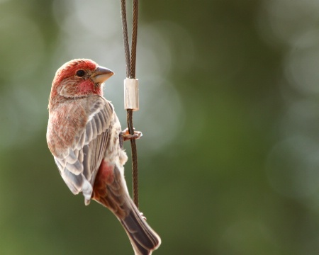 bird on a wire