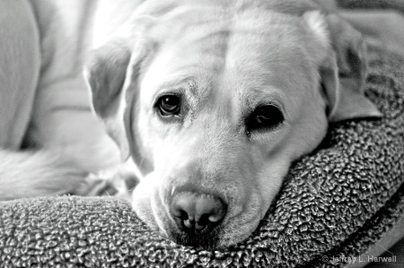 Bodie in B&W