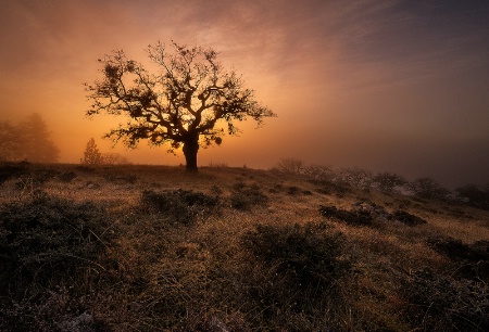 Fog At Sunset