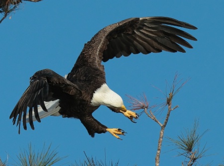 Stick Landing