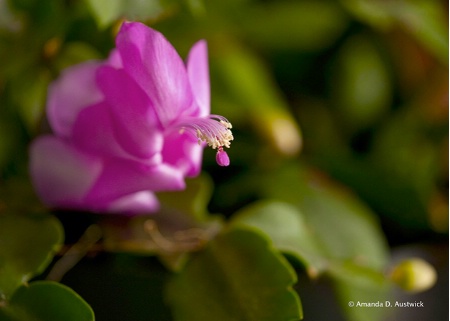 Christmas Cactus II