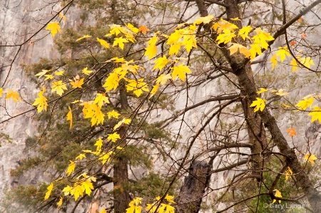 Fall Maple against the granite