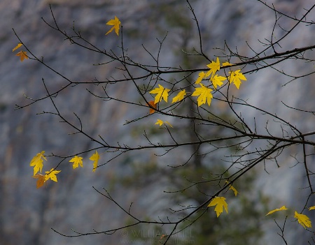 Yellow Maple Leaves, Yosemite Valley, Yosemit