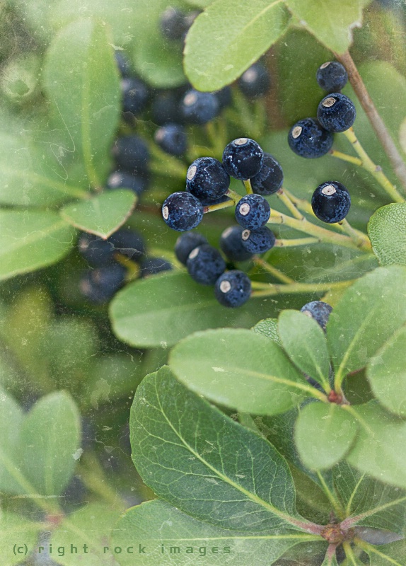 Indian Hawthorn