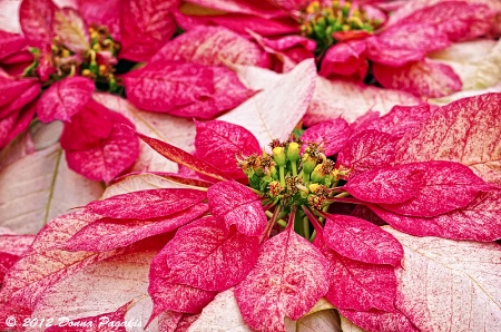 Christmas Flowers 