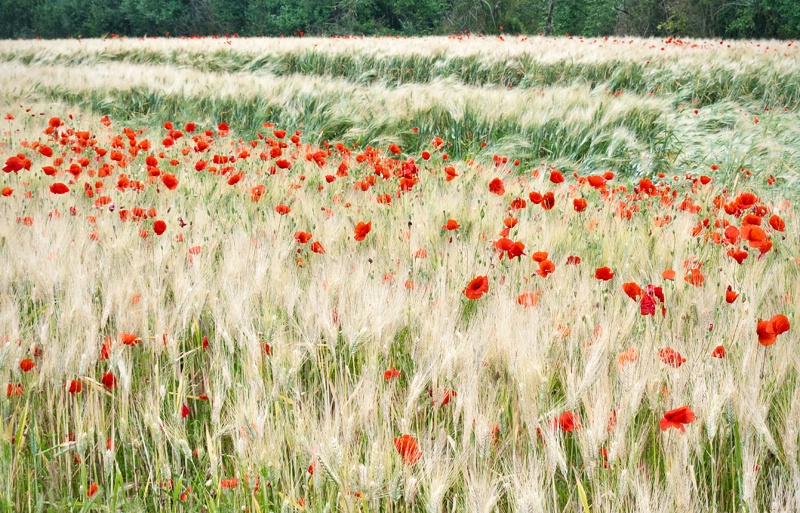 Poppies in the Field