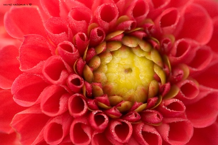 Red and yellow dahlia budding