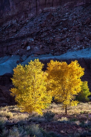 Fremont Cottonwoods