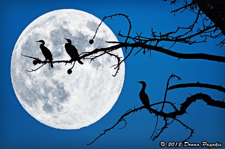 Three Moonlit Cormorants 