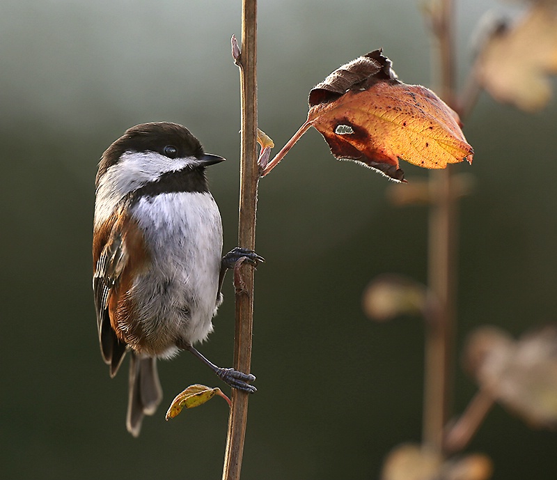 Another Chestnut-backed Chickadee