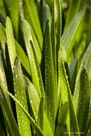 Plant from Garden