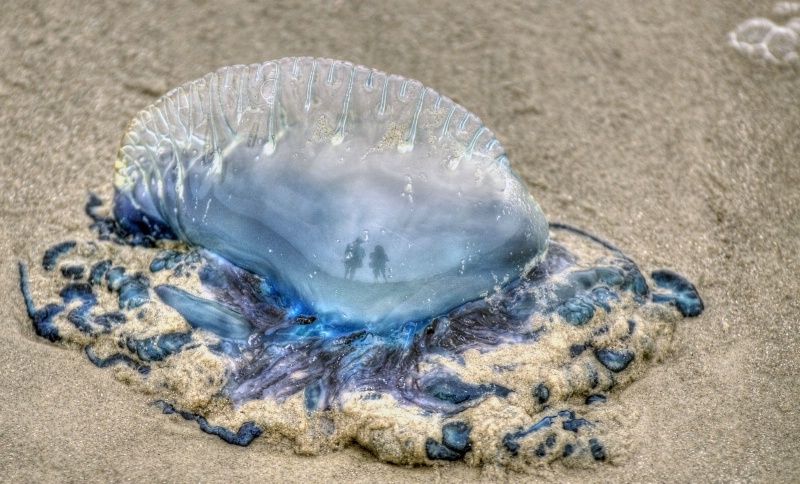 Portuguese Man O' War