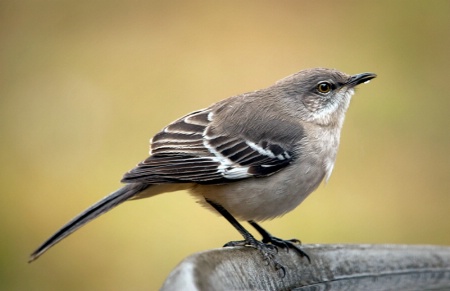 Mocking Bird