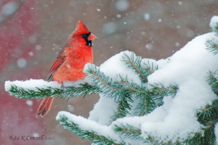 Frosty cardinal 