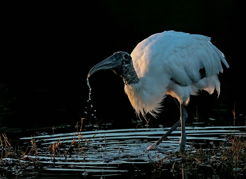 Woodstork