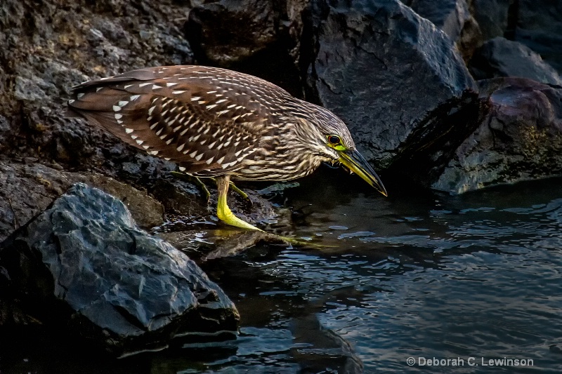 Juvenile Black-Crowned Night Heron