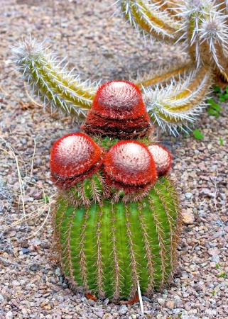 Cactus Nevis Botanical Garden Caribbean