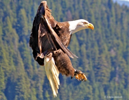 Canadian Great Bald Eagle in flight