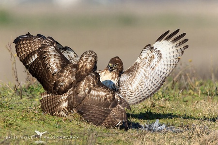 Squabble Red-tailed Hawk Style