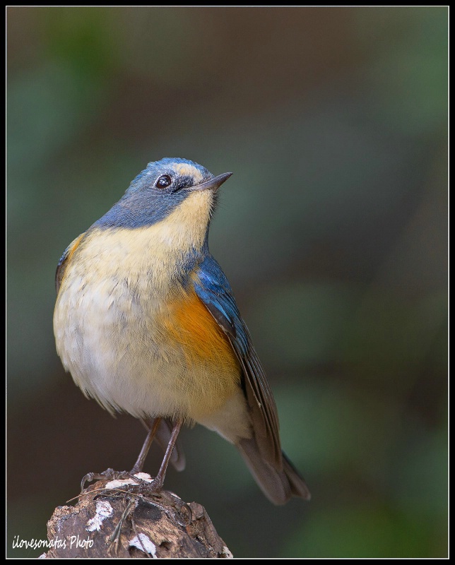 Red-flanked Bluetail