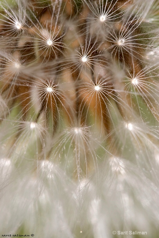 close up dandelions seed