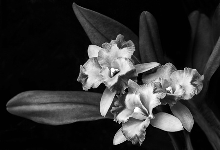 Winter Orchids