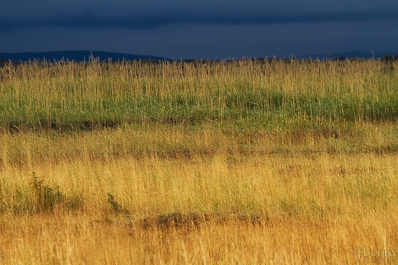 Grasses in the Sun