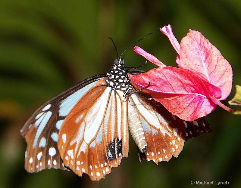 Chestnut Tiger Butterfly