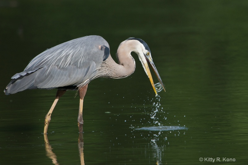 Great Blue Catches Some Water - ID: 13640816 © Kitty R. Kono
