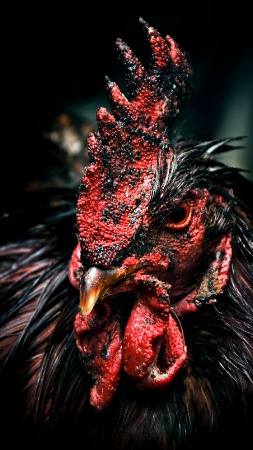 Rooster