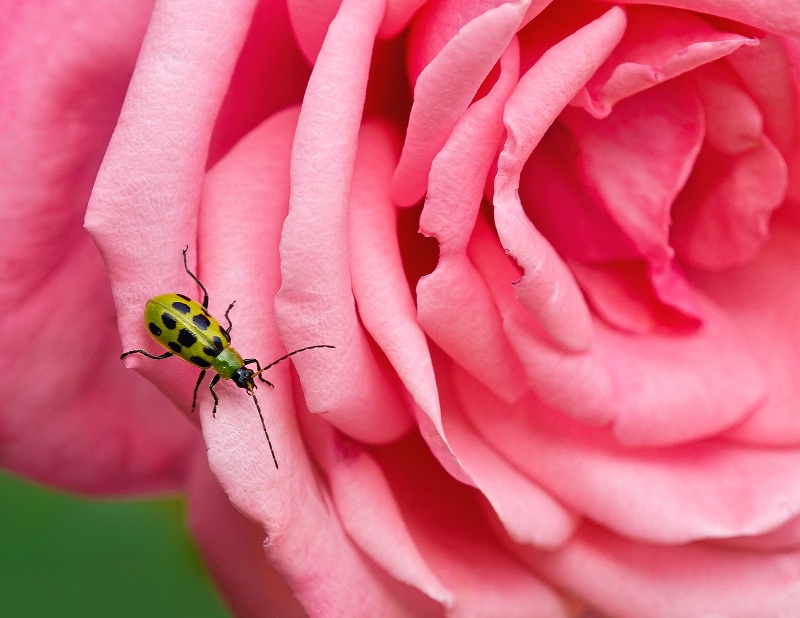 Cucumber Beetle