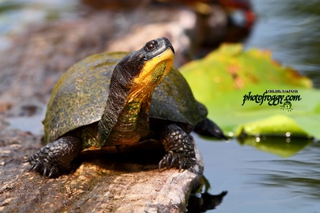 Blandings Turtle