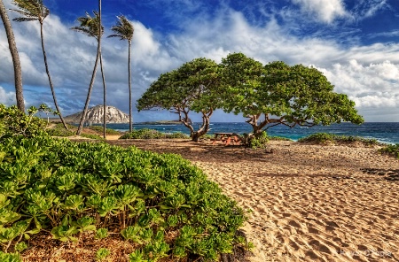 Alone on Makapu'u Beach 