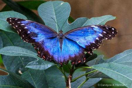 Blue Butterfly