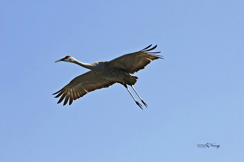 Sandhill Crane In FLight