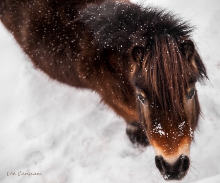 Her little Pony