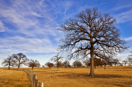 Texas winter pastures