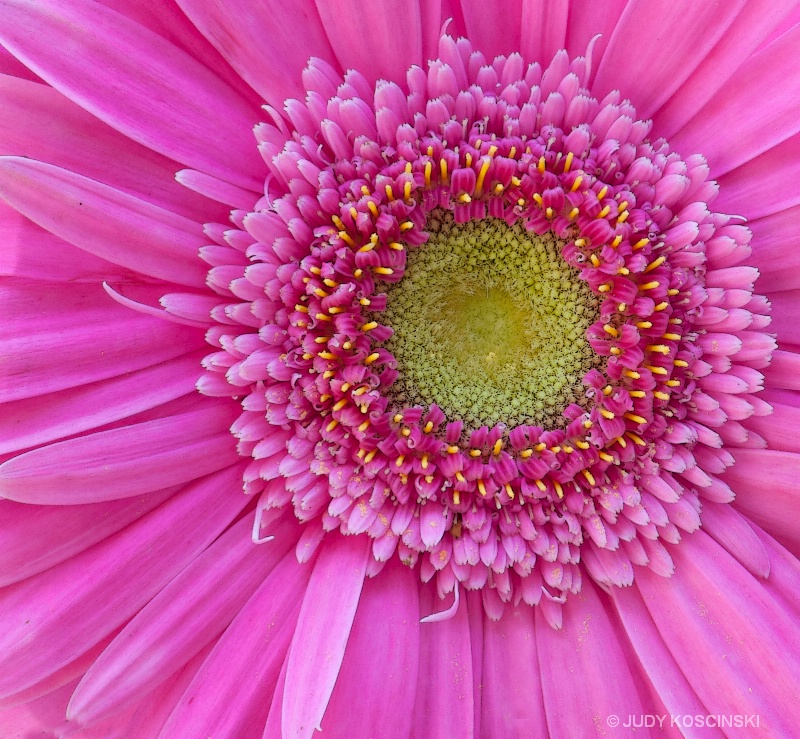 gerber daisy