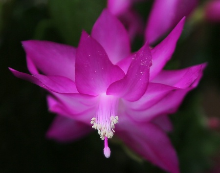 Christmas Cactus