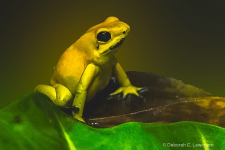 Golden Poison Frog