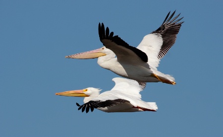 Flight Buddies