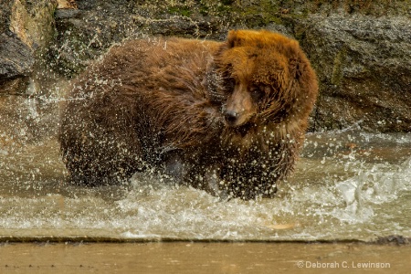 Bear Bath